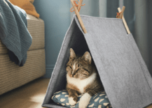 cat sitting in a tepee house