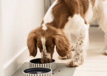 dog pet dish eating out of food bowl