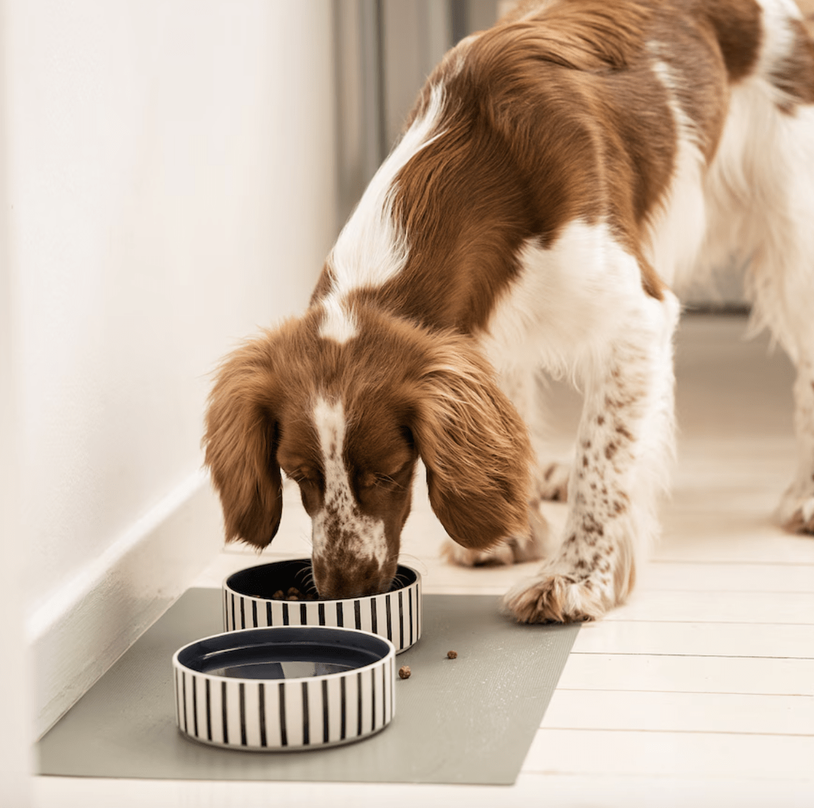 dog pet dish eating out of food bowl