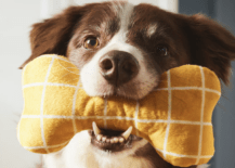 dog holding a yellow plush bone in its mouth