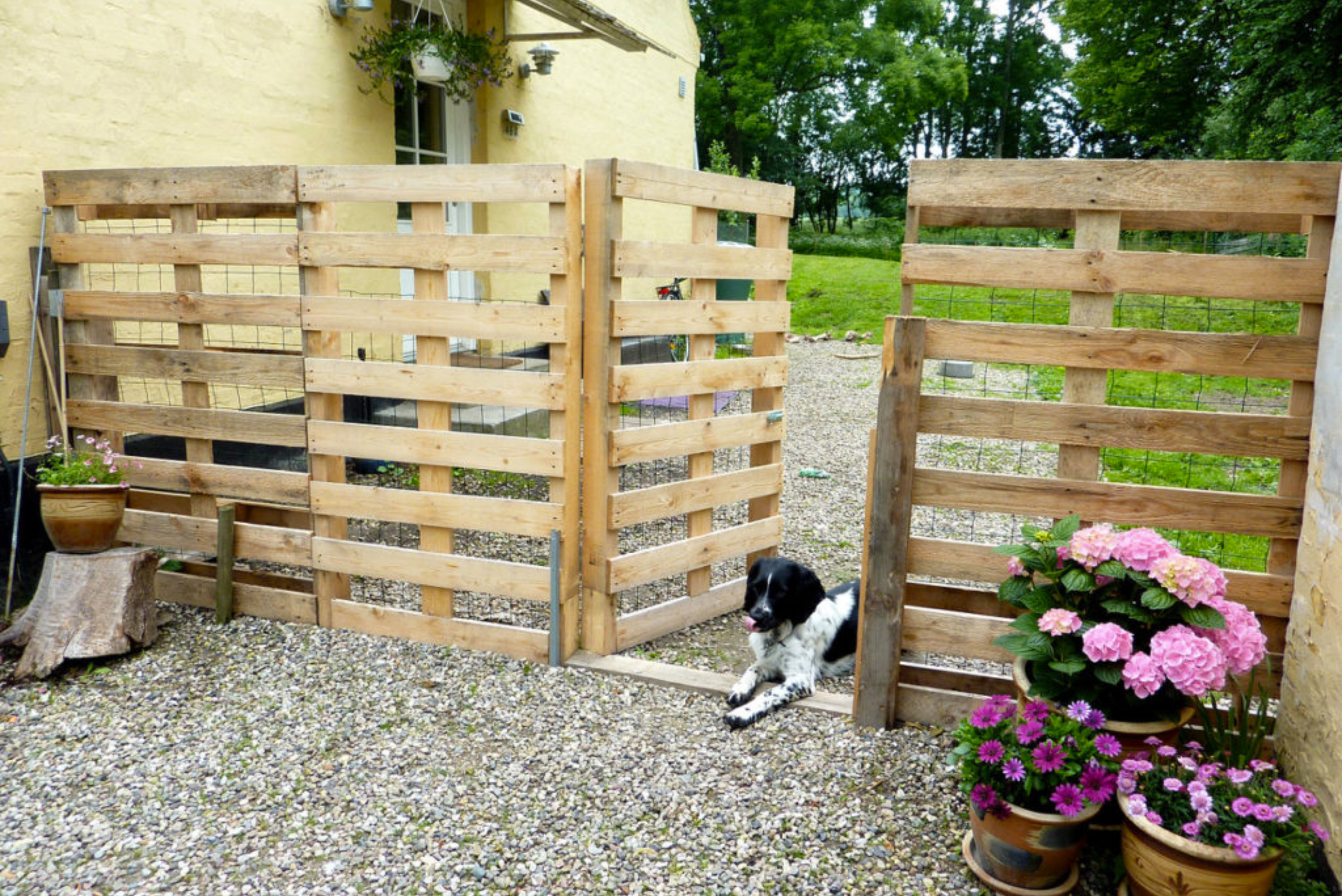 A fence made of pallet wood with open door and dog in the walkway.