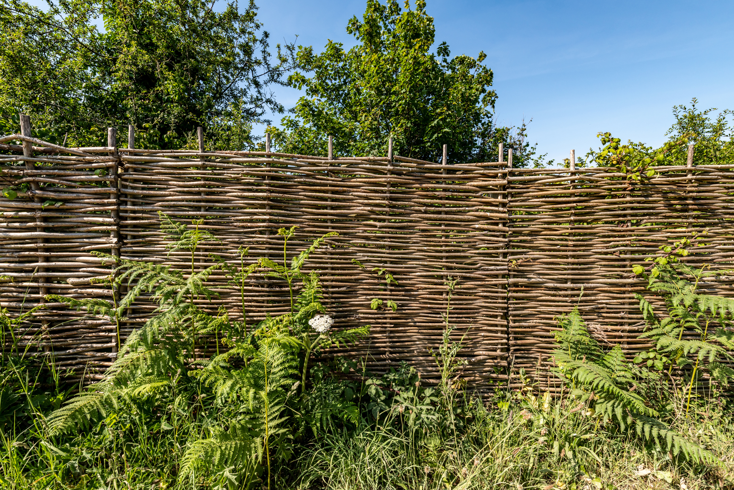 Woven willow fence with plants surrounding it.